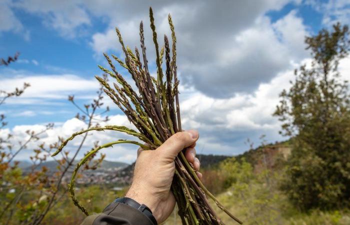 Wild asparagus: are they really edible?