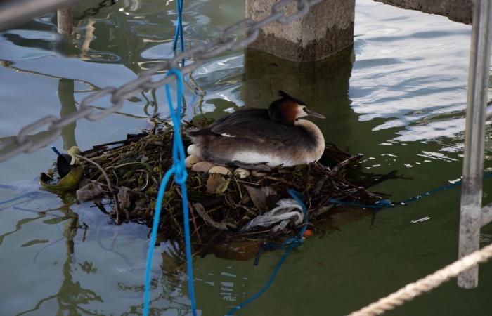 Vaud: a start-up makes grebes nest outside boats