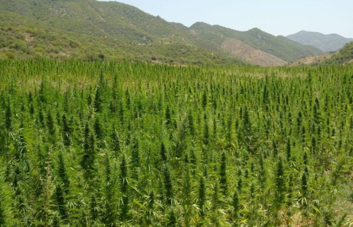 Legal cannabis: 3,371 authorizations granted, more than 4,000 tonnes produced in 2024 (ANRAC)