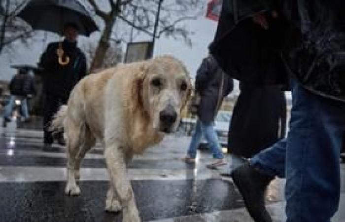 It has never rained so much in Paris as in 2024, Christmas “drizzles” set a new record