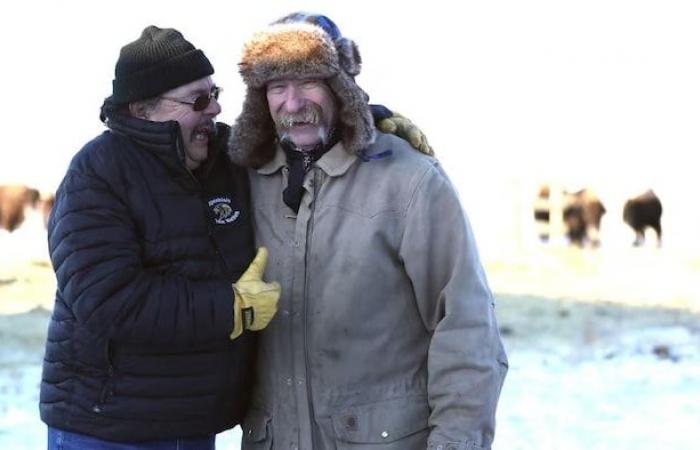 In the Prairies, 10 years of bison revitalization