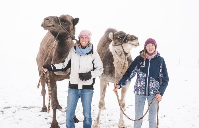 Gros-de-Vaud: Two camels land under the snow