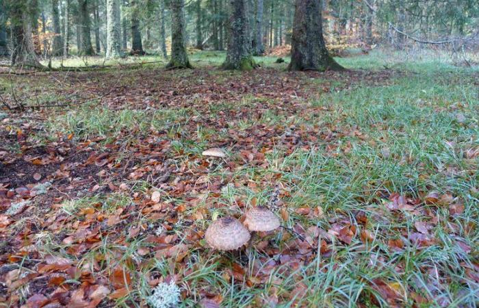 Wind farm project disrupted by ruins of chapel