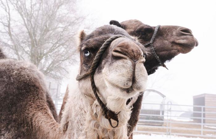 Gros-de-Vaud: Two camels land under the snow