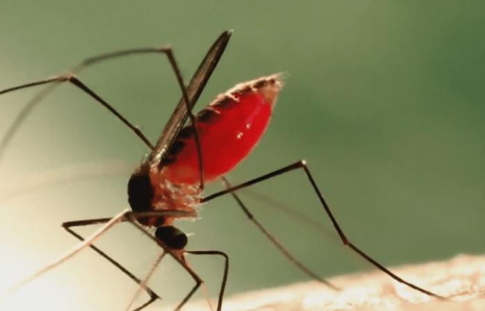 A dengue epidemic is emerging in the Leeward Islands and the Tuamotu-Gambier