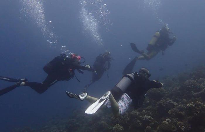 The Tarnais at the end of the world: Christophe swims with turtles and sharks in Tahiti