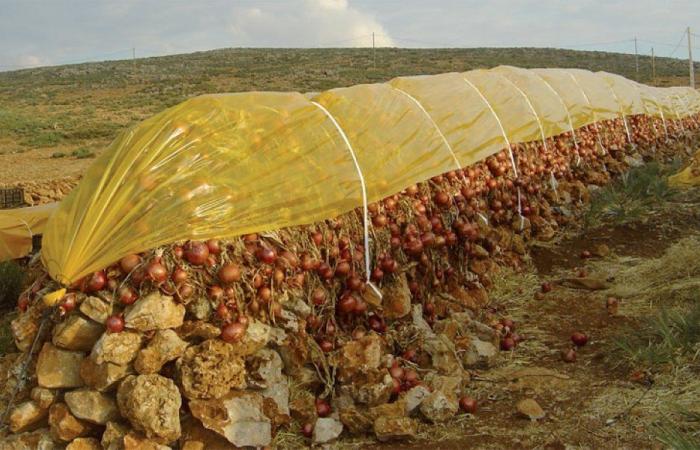 Onion cultivation: the Fez-Meknes storage and packaging unit soon to be delivered