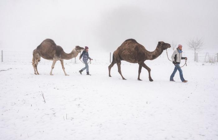 Gros-de-Vaud: Two camels land under the snow