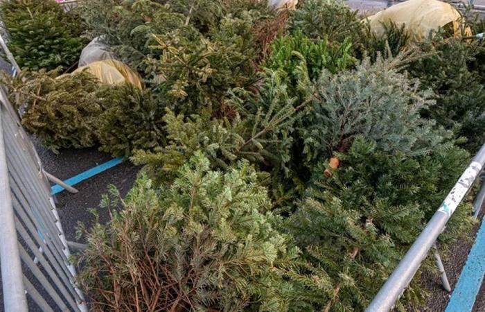 What to do with your tree after Christmas in Oise? Here's where and when to get rid of them