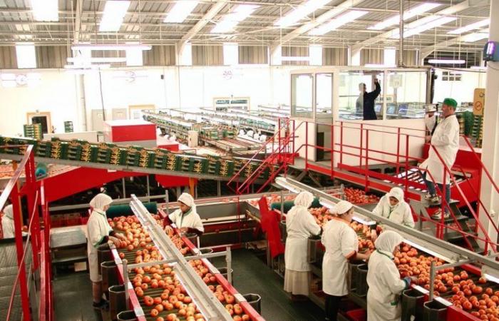 The Moroccan tomato, very popular in the European market