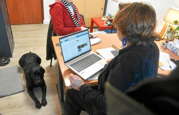 “She reassured me”: who is Suzy, the dog who frees the voices of victims and suspects at the Saint-Brieuc police station?