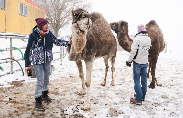 Gros-de-Vaud: Two camels land under the snow