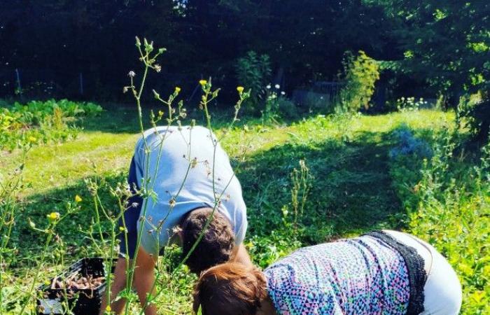 Food aid associations join forces with farmers to fight against junk food