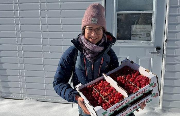 Producing raspberries in winter, from university campus to industrial environment