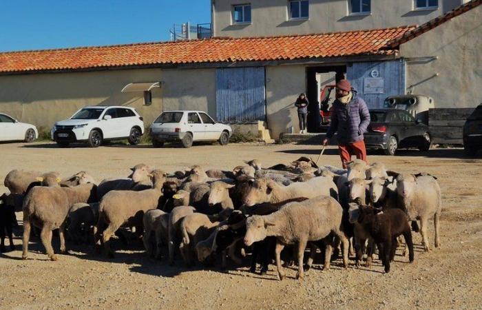 Gruissan – The sheep of Ariège have taken up their winter quarters