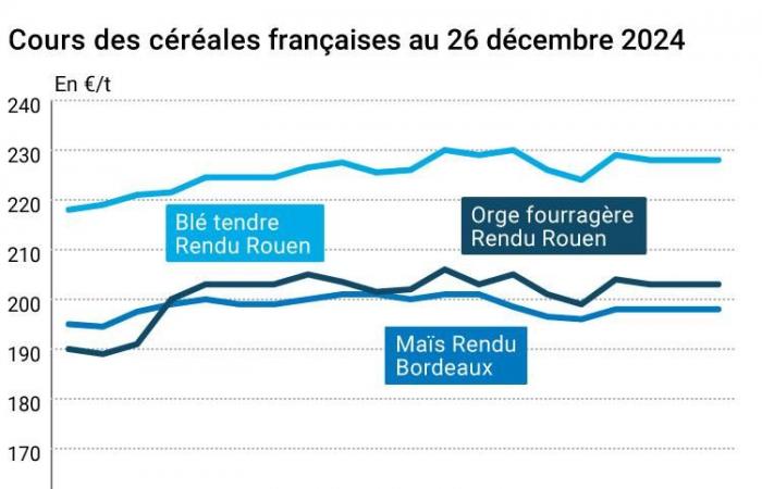 COTidienne | Cereals – Net rebound in wheat and corn prices on the CBOT