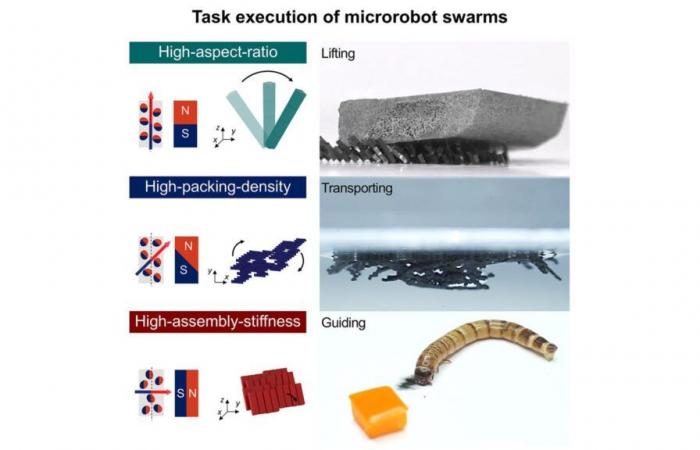 When ants inspire robots…