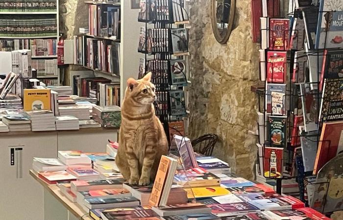 Aix: the Mon Chat Pitre bookstore launches its purr bookstore franchise