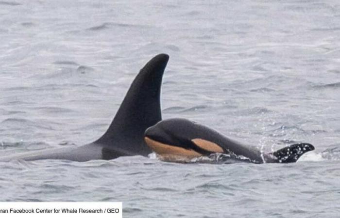 Orca who pushed her dead baby for 17 days is a mother again, but experts are concerned