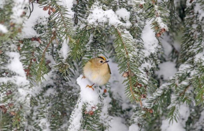 The crested wren, a featherweight under the tree