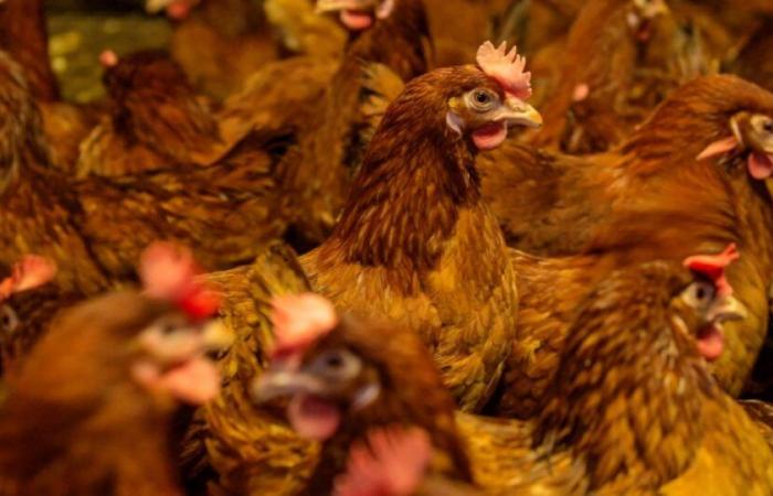 Eure: a case of avian flu detected, a protection zone set: News