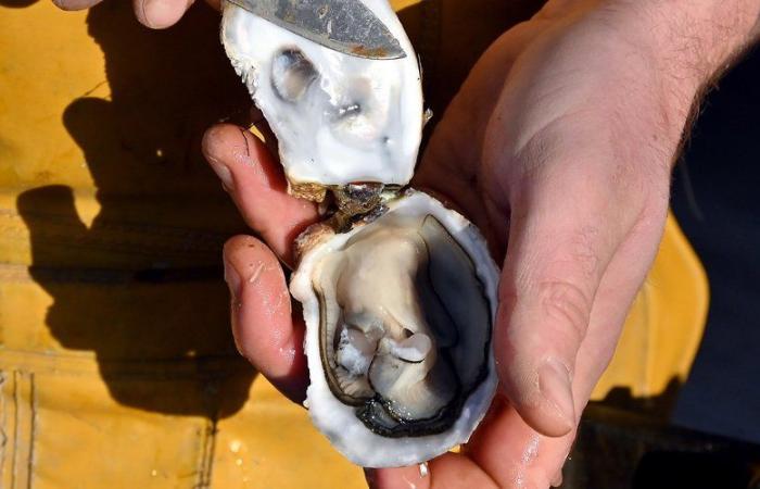 “A small, round, hard piece in the tooth”: he almost swallows a pearl while eating an oyster and decides to make a piece of jewelry out of it