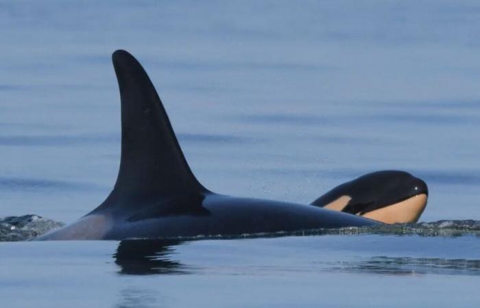 She had refused to abandon the lifeless body of her calf for 17 days, the Tahlequah orca is a mother again