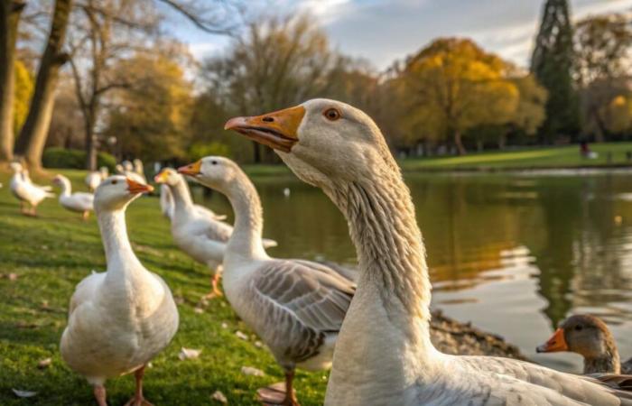 A schoolgirl discovers an unknown anti-cancer drug in… goose droppings ????