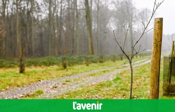 Wallonia: these hundreds of forest paths prohibited for hikes, walks, walks and cycling this weekend between Christmas and New Year