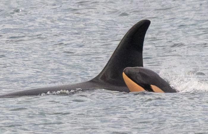 She had refused to abandon the lifeless body of her calf for 17 days, the Tahlequah orca is a mother again