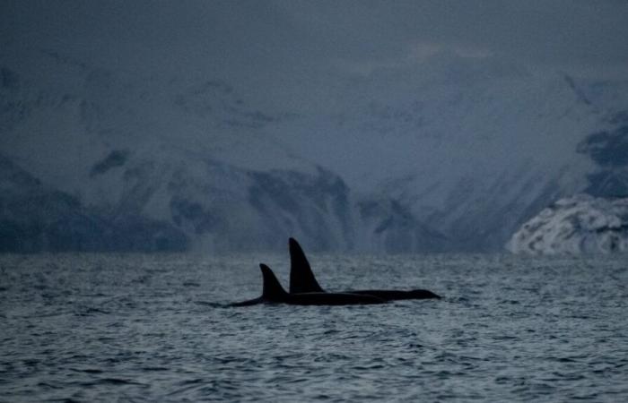 Tahlequah, the orca who refused to abandon the lifeless body of her calf is a mother again