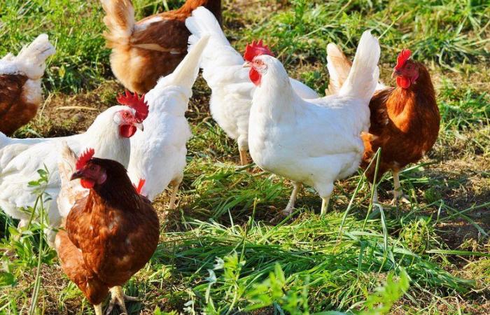 The slaughter of contaminated animals has begun: an outbreak of “highly pathogenic” avian flu detected on a farm in Normandy