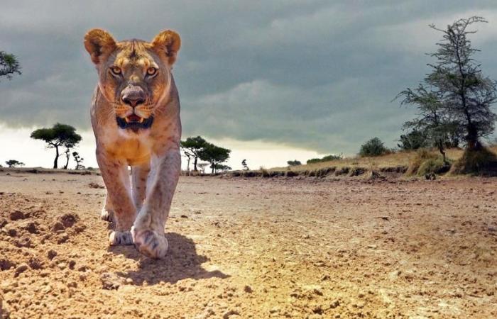 Serengeti, wildlife in immersive mode on Arte