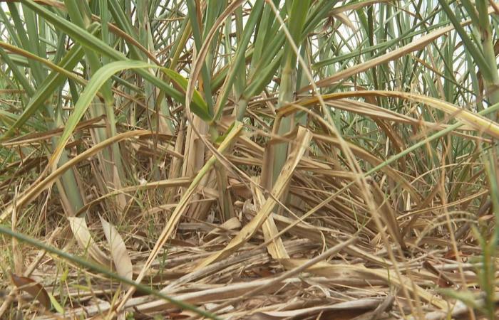 Drought sets in on Reunion Island, farmers are worried