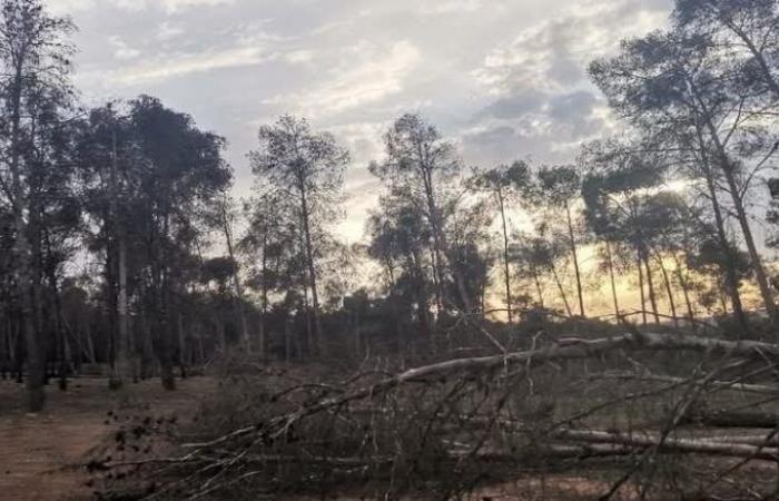 Al-Mazamza Forest, Settat. Cuttings, fragments and construction waste (photos)