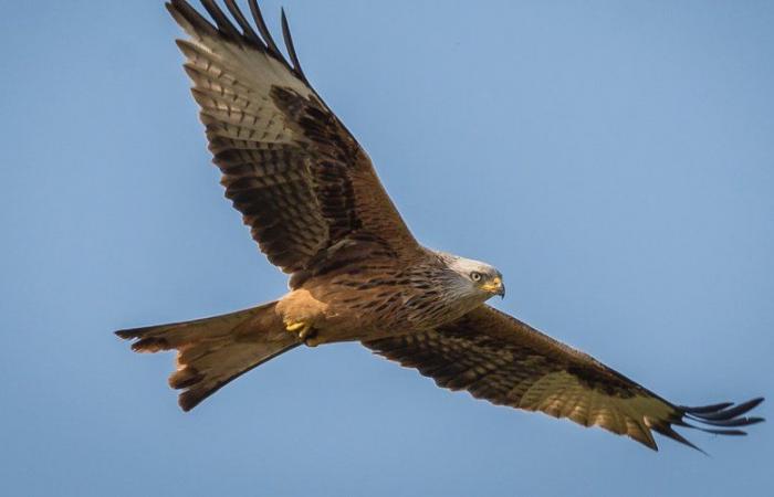 Pyrenees: Poisonings, shootings, electrocutions… to better protect red kites from human threats, the League for the Protection of Birds will count them