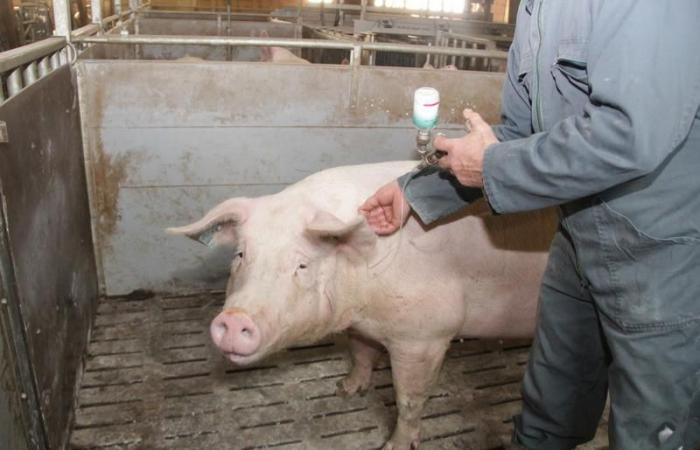 Swine flu vaccination reduces but does not inhibit H1avN2 virus shedding | Succeed pig