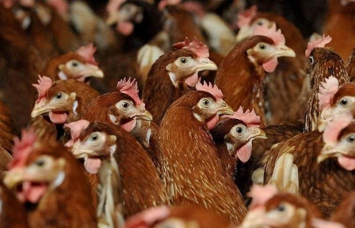 Avian flu. A source of contamination detected in Eure: 54 municipalities placed under