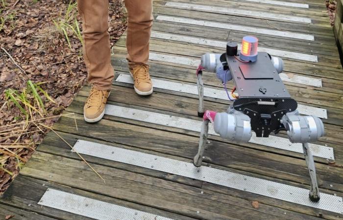 Agriculture: how a robot dog intends to make the task of poultry farmers easier