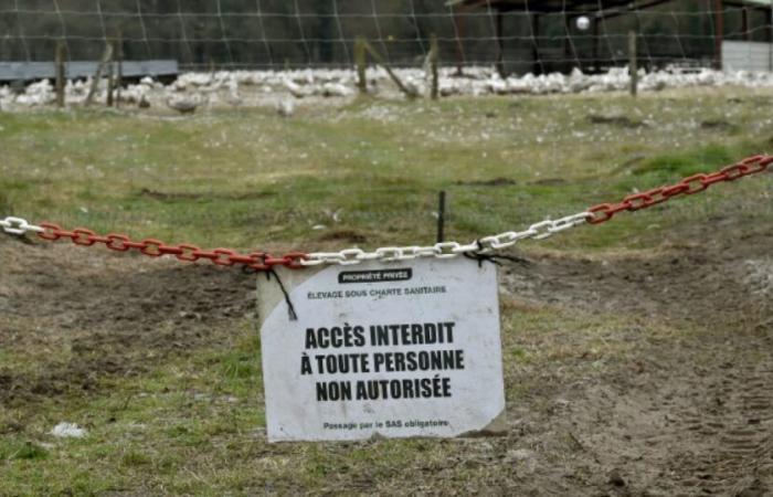 An outbreak of “highly pathogenic” avian flu detected on a farm in Eure: News