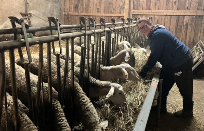 In Indre-et-Loire, breeders continue to work even during the holidays