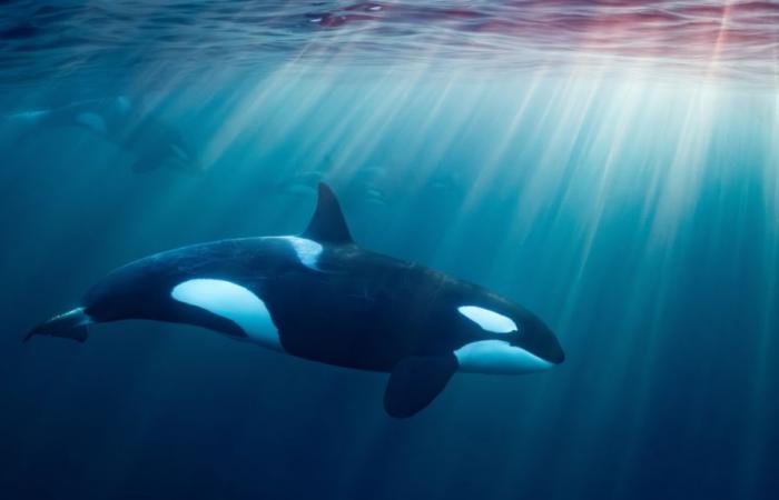 Tahlequah, an orca who moved the planet by carrying her dead baby for several days, recently gave birth