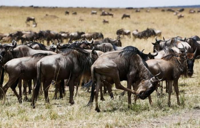 The effects of climate change and man on animal migrations in the Serengeti Park