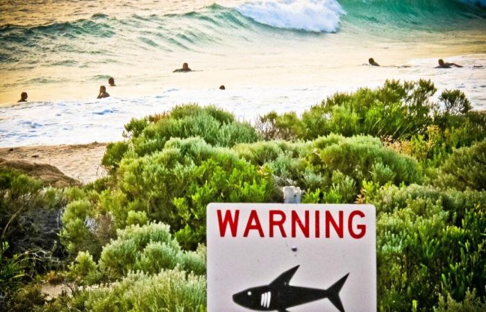 Australia: man killed by shark at Great Barrier Reef