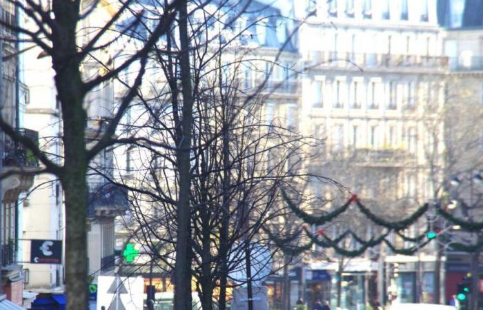 “Chaotic management” or exemplary “transparency”: does the City of Paris take sufficient care of its trees?