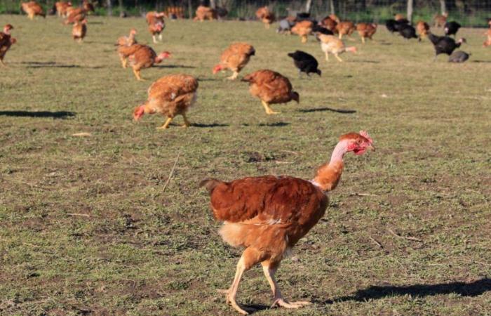 an outbreak of “highly pathogenic” avian flu detected on a farm