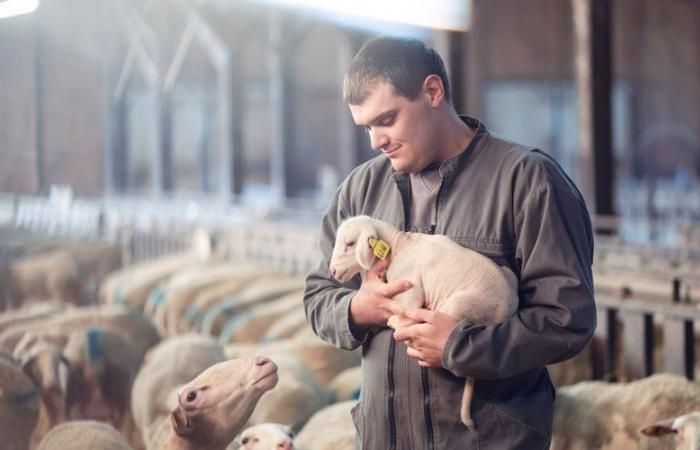 Love is in the meadow 2025: who are Jean-Louis, Mathieu, Anthony and Célia, the four farmers from Occitanie?