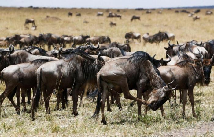 The effects of climate change and man on animal migrations in the Serengeti Park