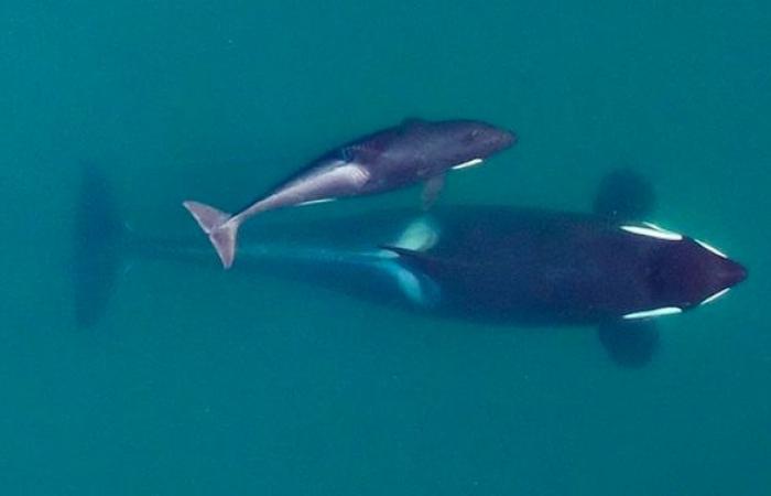 She had refused to abandon the lifeless body of her calf for 17 days, the Tahlequah orca is a mother again