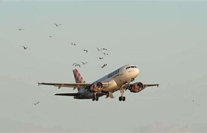 the birds at the origin of many incidents are the dread of pilots